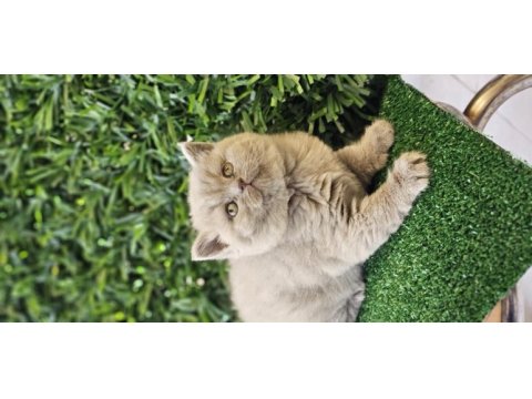 Ayı surat british shorthair kızımız yeni ailesini arıyor