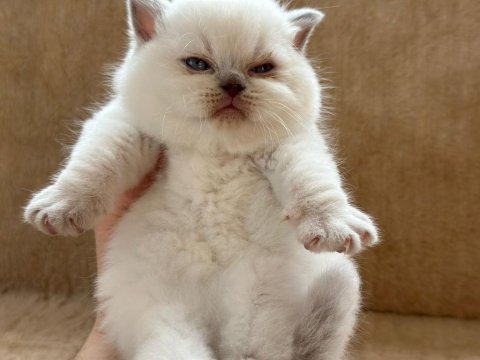 Eşsiz güzellikte point british shorthair