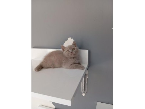 British shorthair lilac