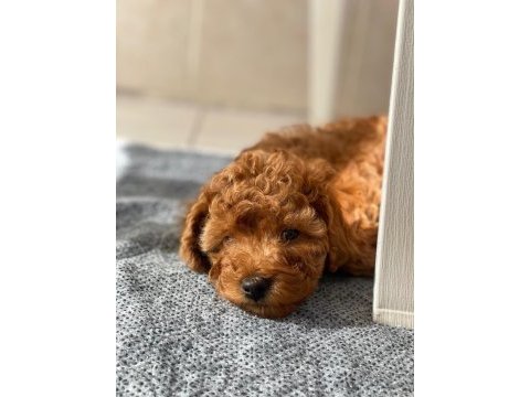 Irk garantili elden teslim toy poodle bebekler