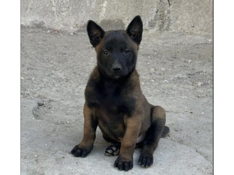A kalite erkek dişi belçika malinois yavrular