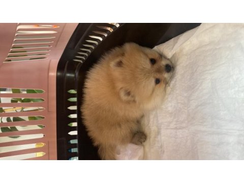 2 aylık pomeranian aşıları yapıldı