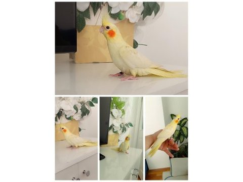 Kırmızı göz lutino sultan papağanı 60 günlük ev üretimi