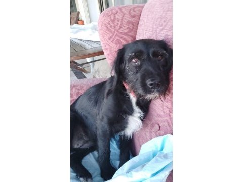 Bodrum kayıp ilanı köpeğimiz için