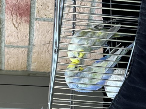 3 aylık üst düzey rainbow çift muhabbet kuşlar