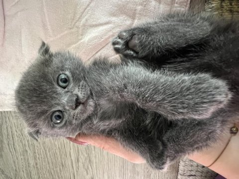 Scottish fold yavrumuz yuva arıyor