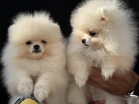Show kalite tea cup pomeranian yavrularımız