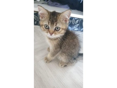 2 buyuk british shorthair