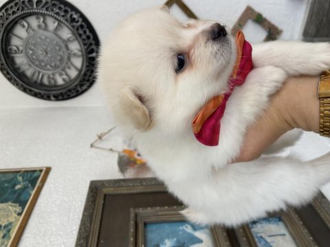 Dünya tatlısı spitz yavrularımız