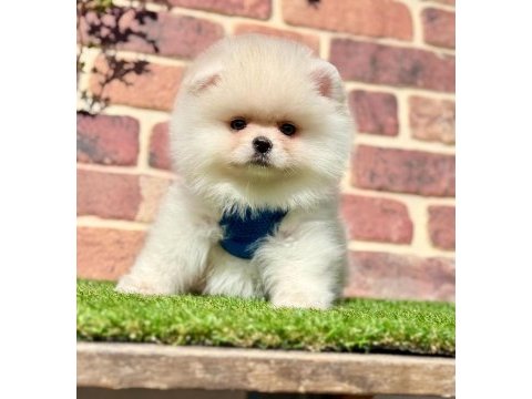 Pomeranian boo 2.5 aylık dişi erkek