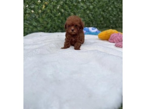 Minik toy poodle yavrularımız 