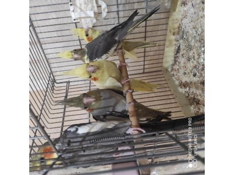 Lutino pied erkek alışık ve grey erkek alışık