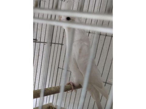 Çift sultan papağanı