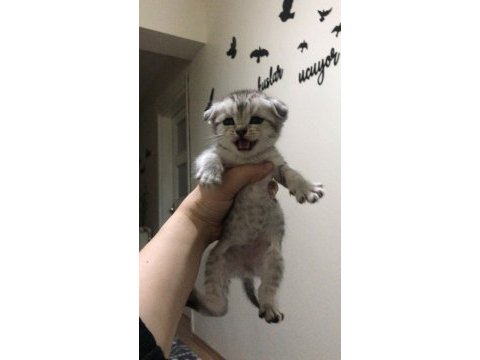 1 buçuk aylık kırık kulak scottish fold