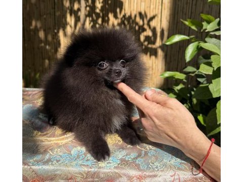 Garantili pomeranian tea cup dişi