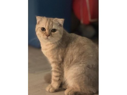 British shorthair oğlumu sahiplendiriyorum