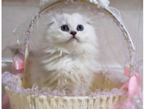Kayseri'de tek scottish fold