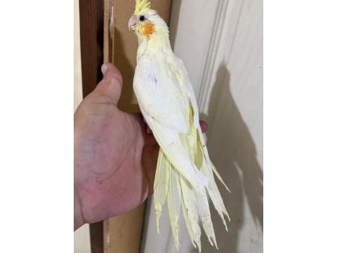 46 günlük lutino bebek sultan papağanı