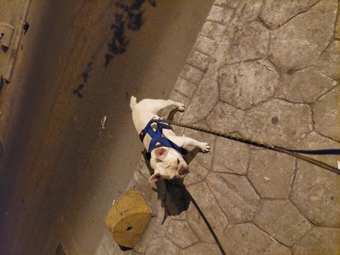 Oyuncu insan canlısı safkan cream french bulldog acil