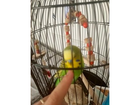 Konuşan çok akıllı muhabbet kuşumuz