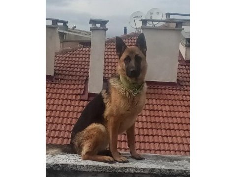 Safkan alman çoban köpeği 10 aylık