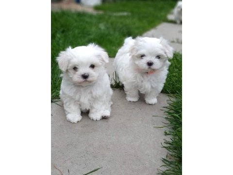 Ruhsatlı çiftlikten maltese terrier yavrular