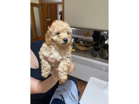 Çok tatlı maltipoo dişi yavrularımız