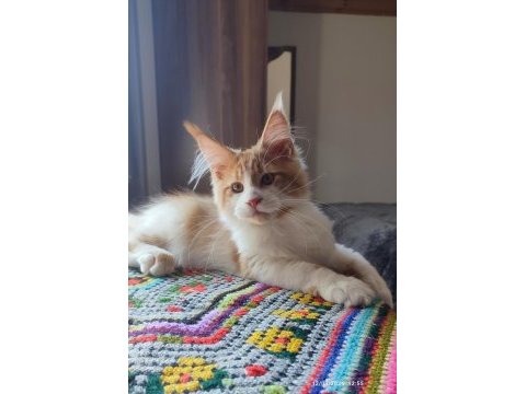 Tüm aşı ve belgeleri eksiksiz şecereli safkan maine coon