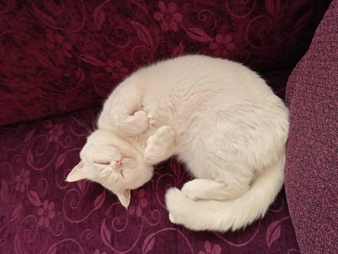 British shorthair erkek kısır kedimiz