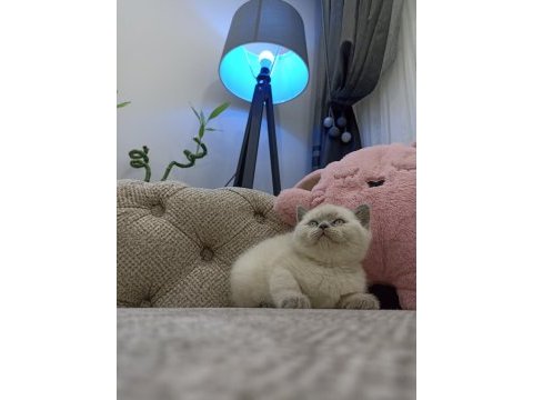 Bluepoint dişi british shorthair yavruları