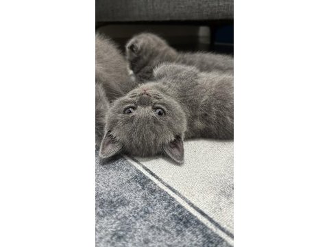 Scottish fold kediler