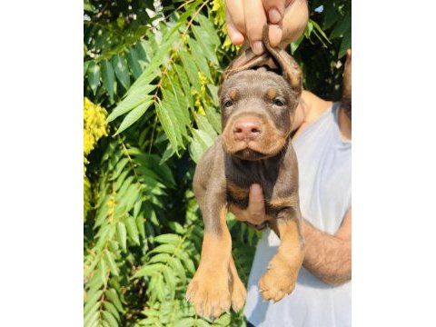 İri doberman yavrular