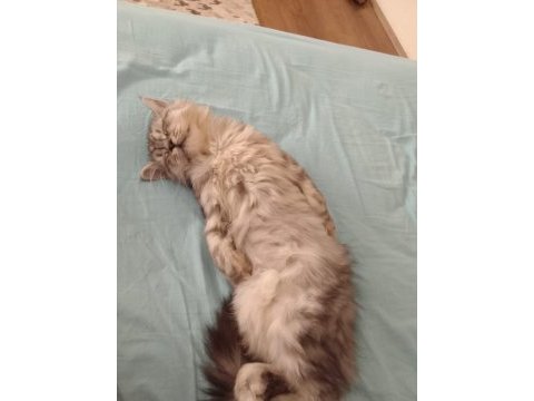 British longhair dişi aşıları herşeyi tam