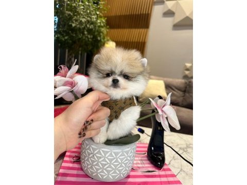 Yakışıklı pomeranian oğlum boss