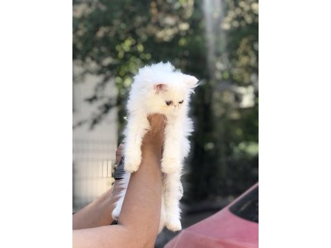 Sağlıklı iran kedisi yavrular