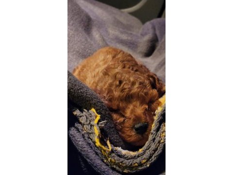 Micro teacup toy poodle yavrular teslime hazır ev ortamı
