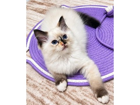 Ragdoll bebekleri