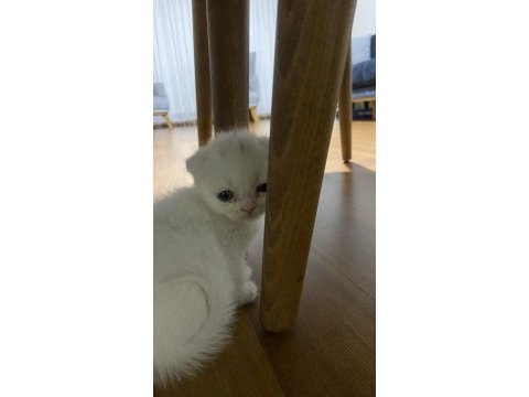 Scottish fold bebekler