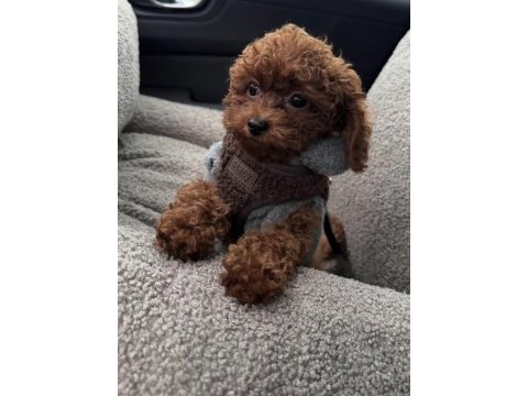 Toy poodle yavrusu