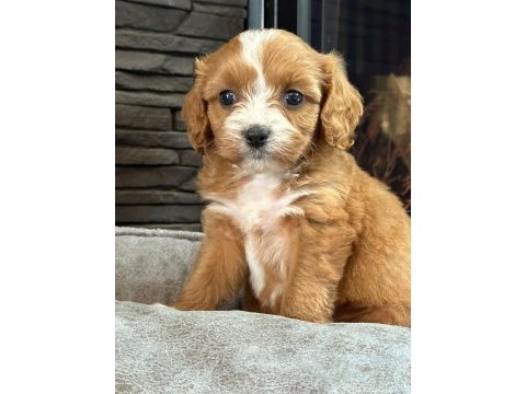 En özel cavapoo yavruları çiftlikten