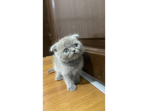 Scottish fold bebekler