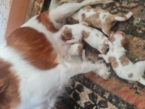 Cavalier bebeklerimiz için acele edin