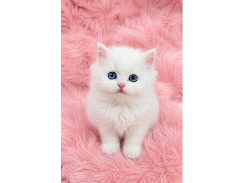 Mükemmel kalitede british longhair bebeğim