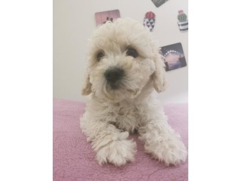 Maltipoo adrese teslim, kapıda ödeme yapabilirsiniz