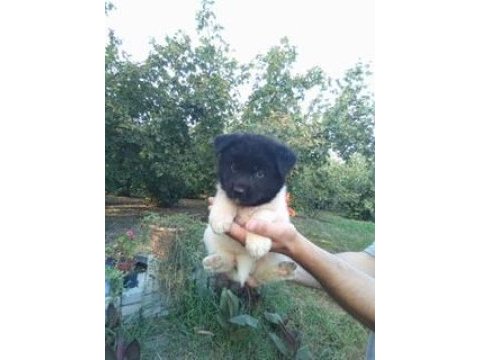Amerikan akita yavrularımız