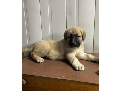 Boz kangal yavruları