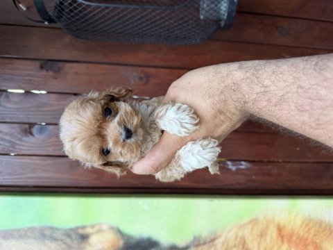 Teacup kore maltipoo yavrular
