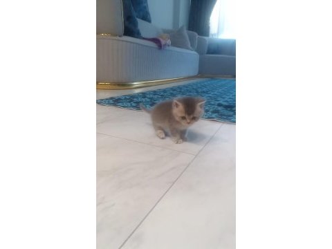 British shorthair yavrumuz 1 aylık