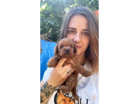 Red maltipoo yavruları