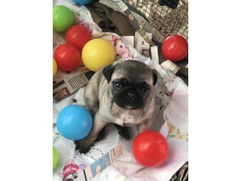 A kalite pug mops bebekler